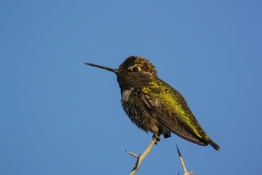 January 8, 2014<br>Anna's Hummingbird turned such that there is no purple reflection off his feathers.